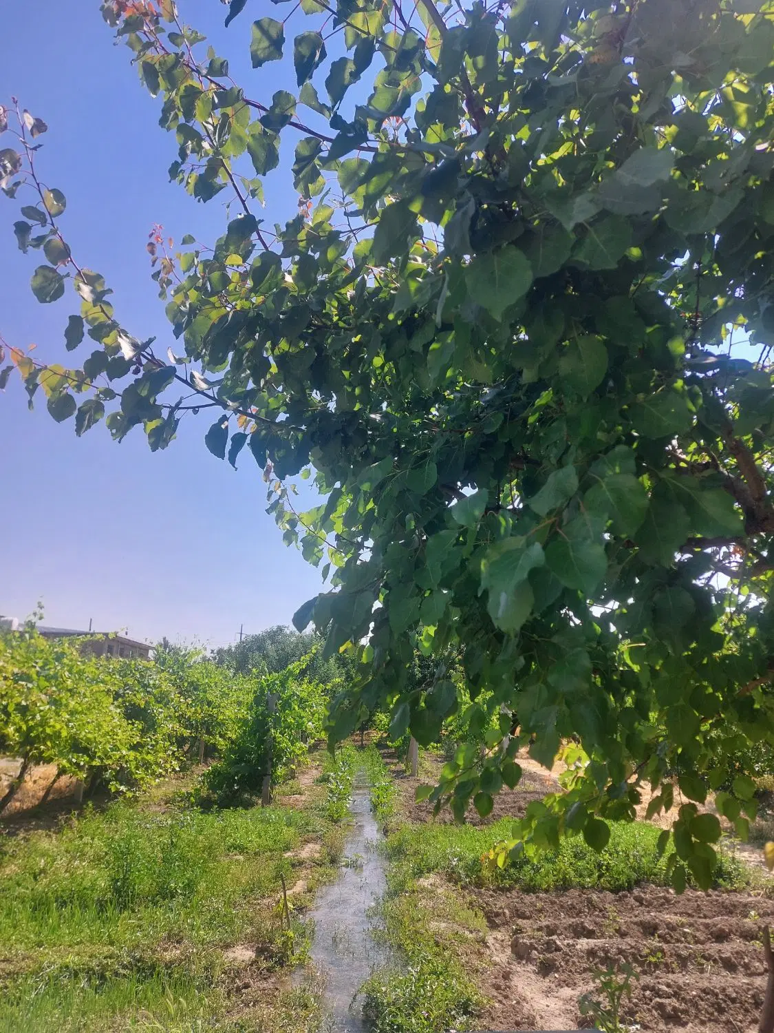 باغ انگور  وگردو   یغمورعلی