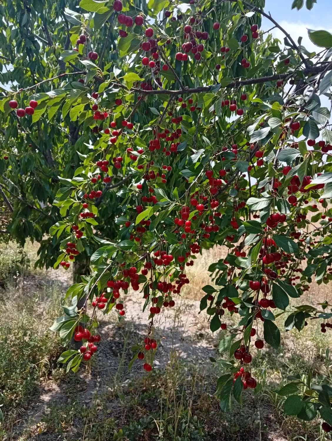 باغ فروشی