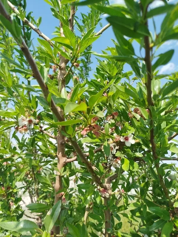 باغچه ۵۰۰متر