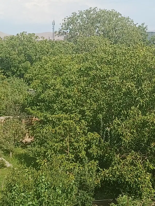 200متری خاوران