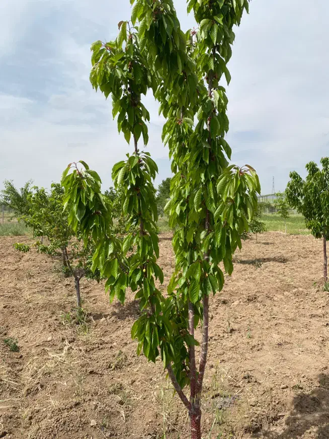 باغ نجف آباد معاوضه با ماشین