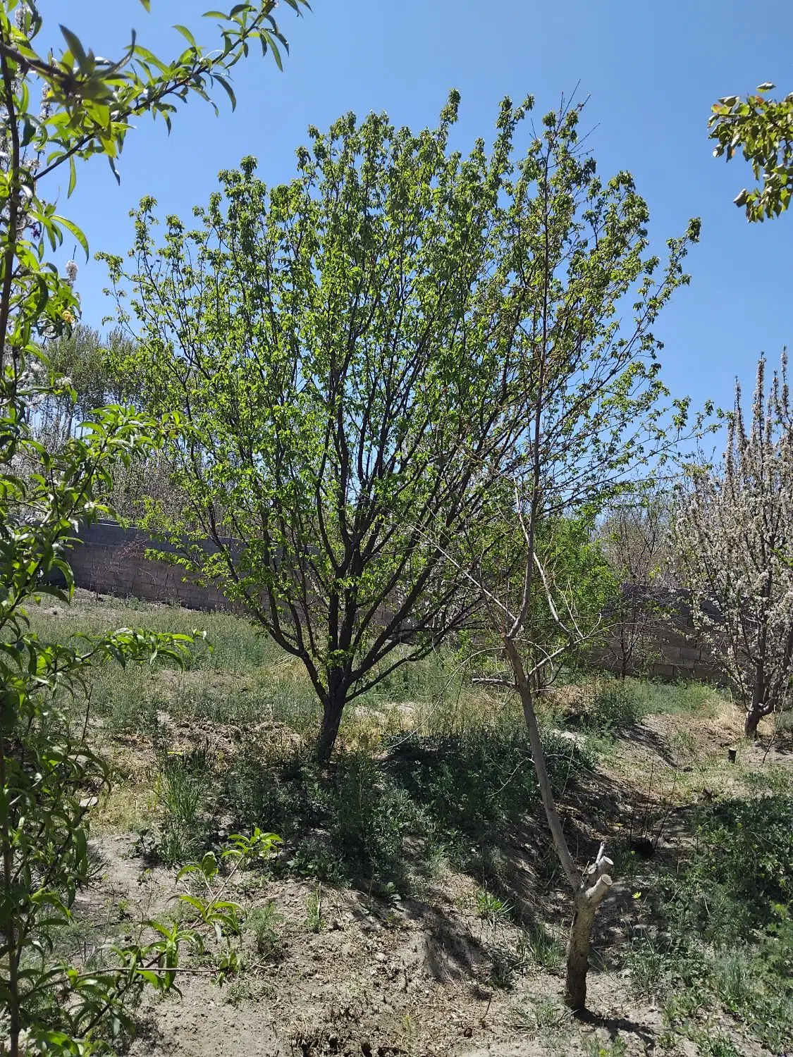 باغ چهاردیواری