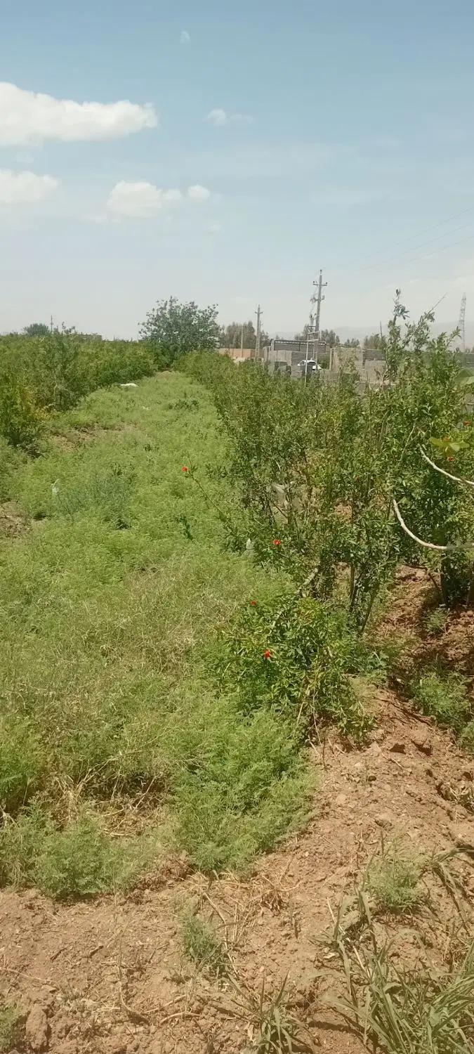 فروش زمین باغ درجاده نورعلی بیگ بلوار دانشگاه