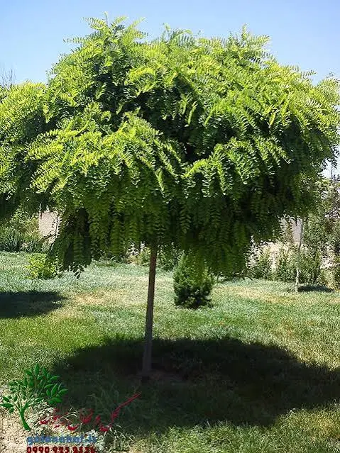 زمین ۱۷۰ متری پشت پارک سراب قنبر