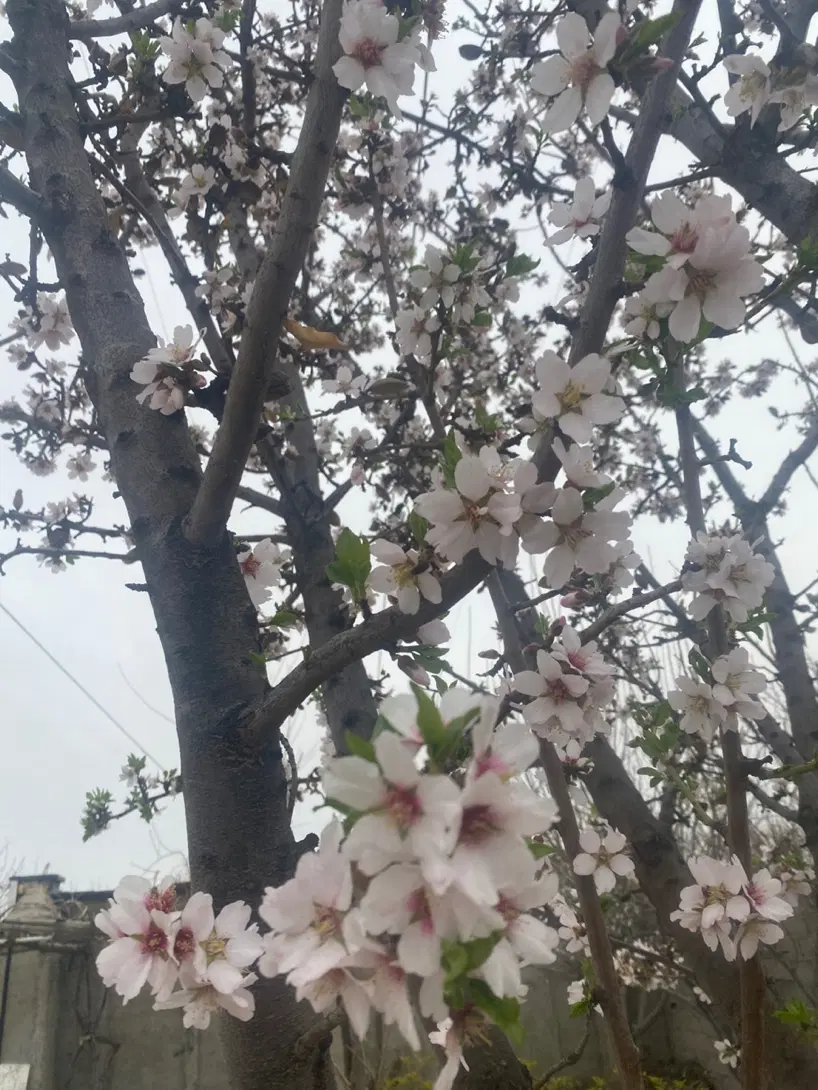 باغ ویلا ۱۰۰۰ متری بافت
