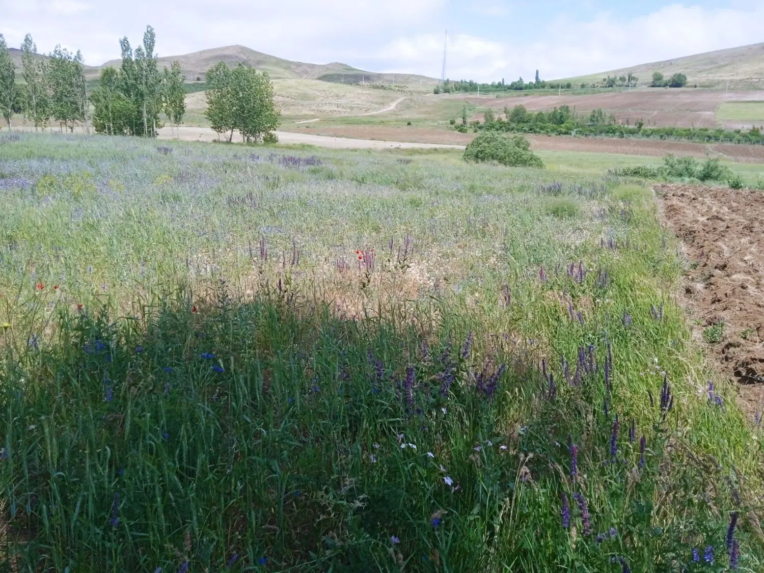 زمین زراعی