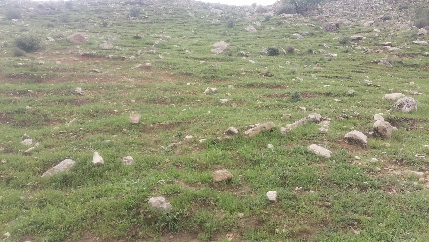 زمین