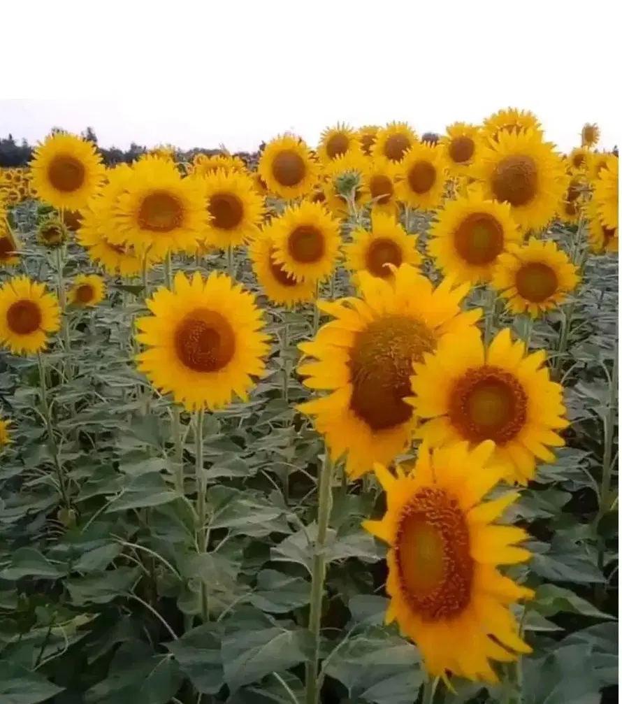 فروش زمین  با مجوز مرغداری