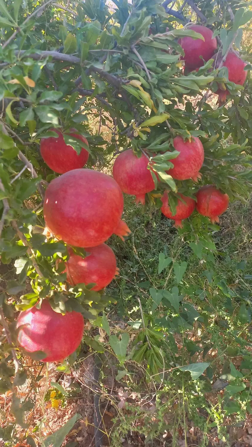 ۵هزارمتر باغ اناردارای سندتکبرگ و سهمیه آب