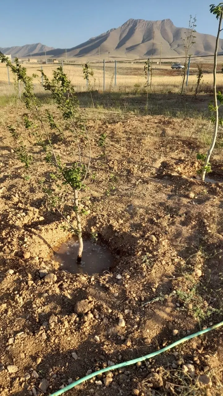 زمین باغی