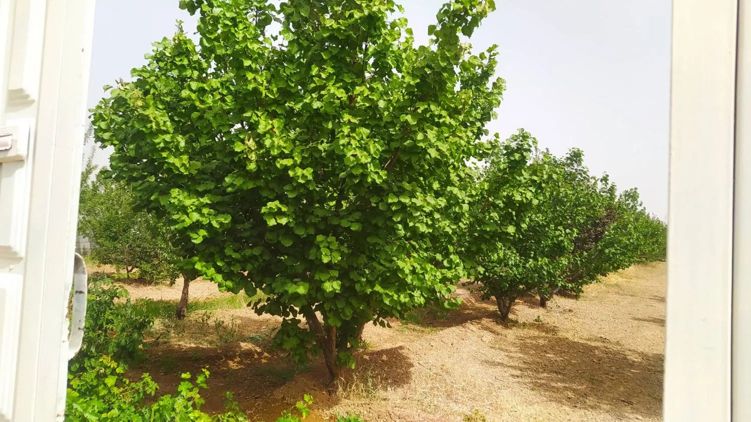 فروش باغ 2000متری