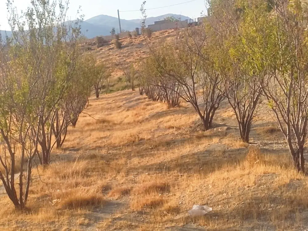 زمین تنگ سرخ