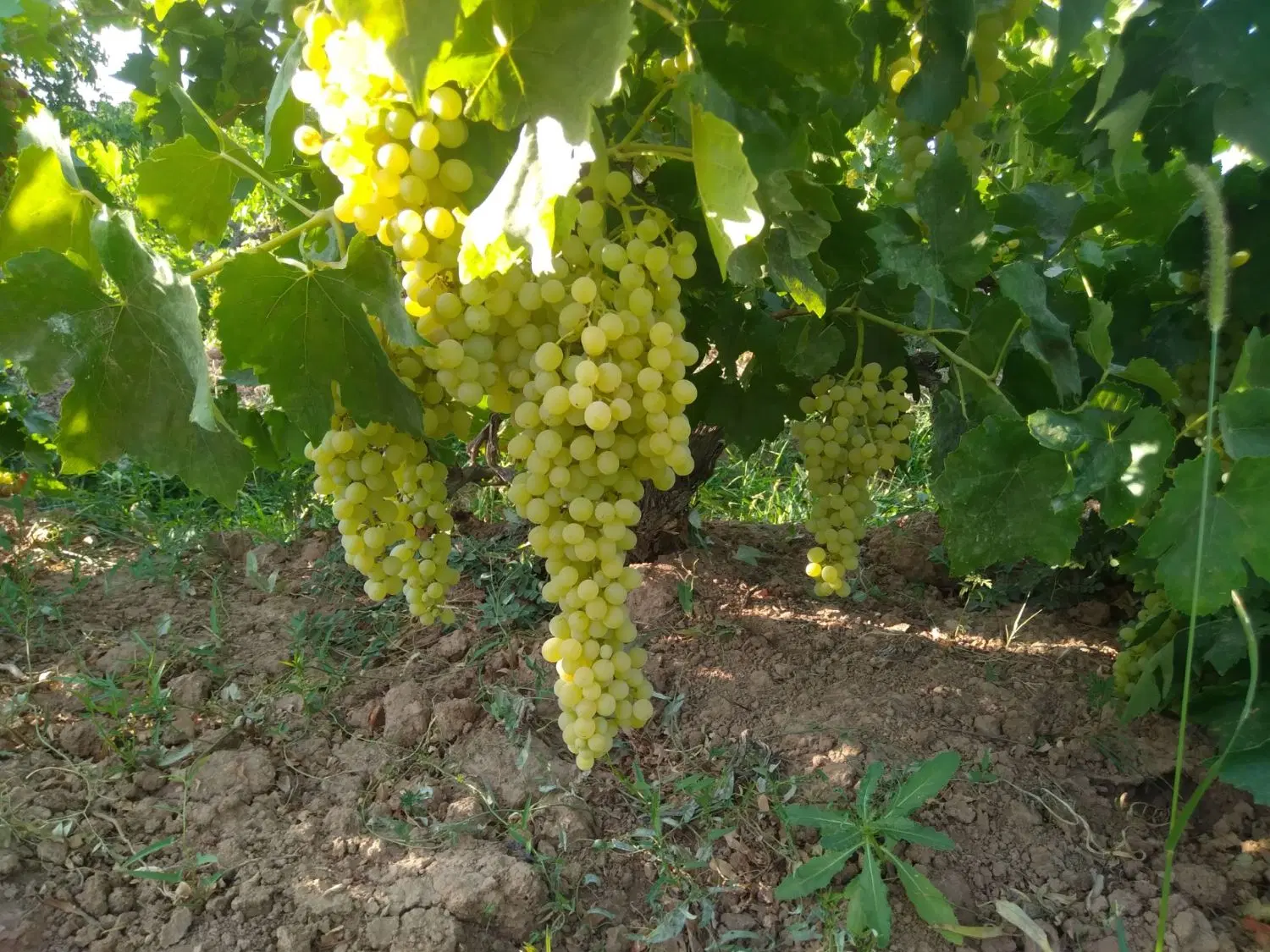 فروش باغ انگور و گردو درضیاآباد تاکستان