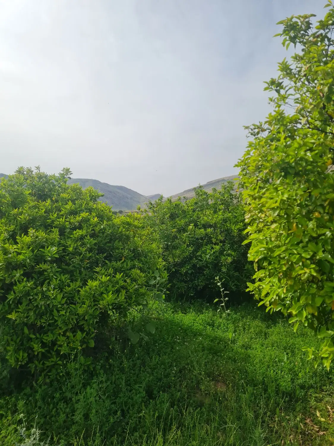 فروش باغ ثمری
