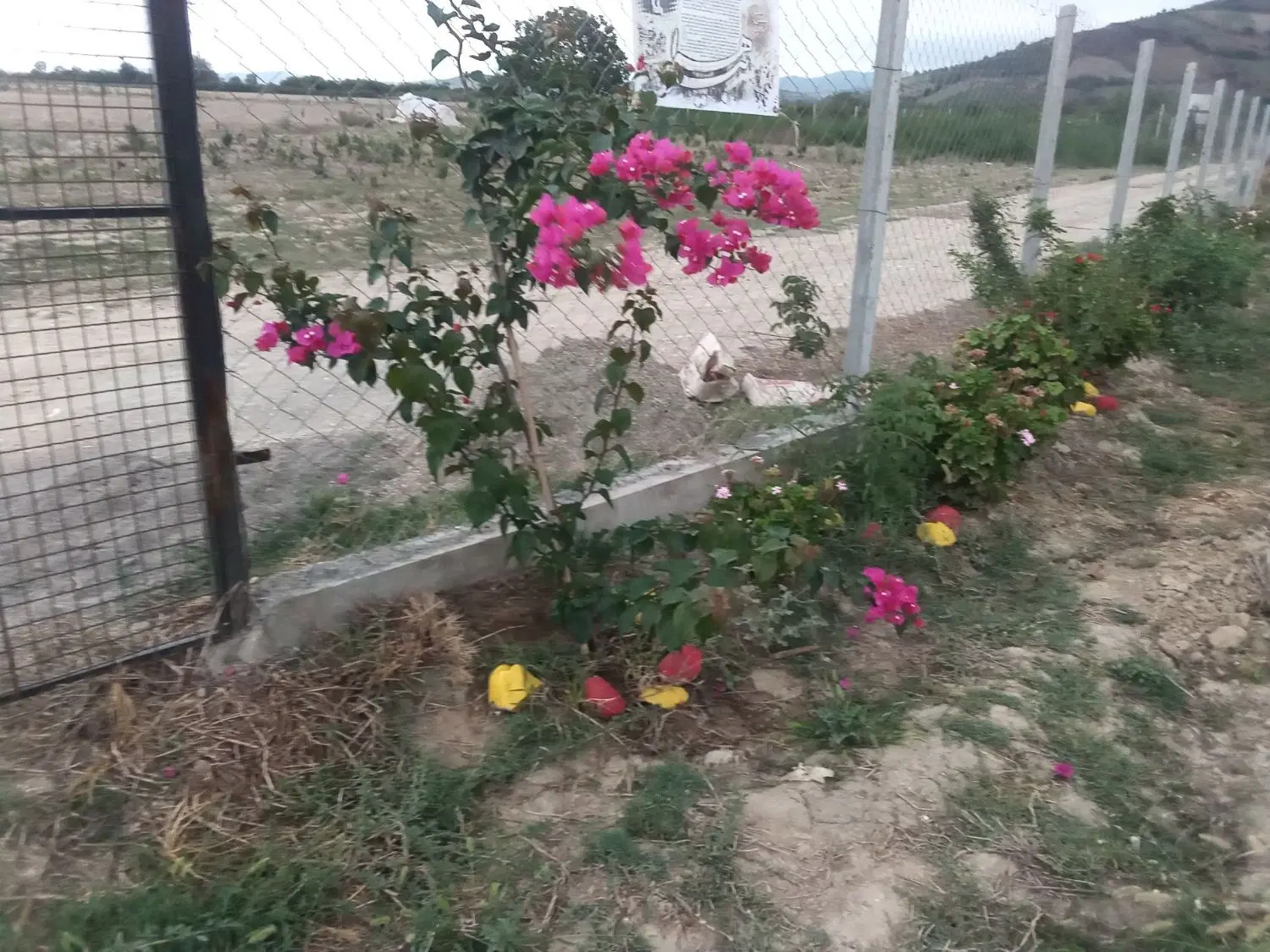 باغچه