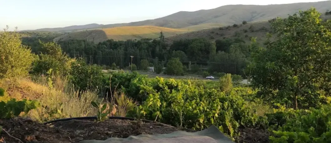 باغ انگور