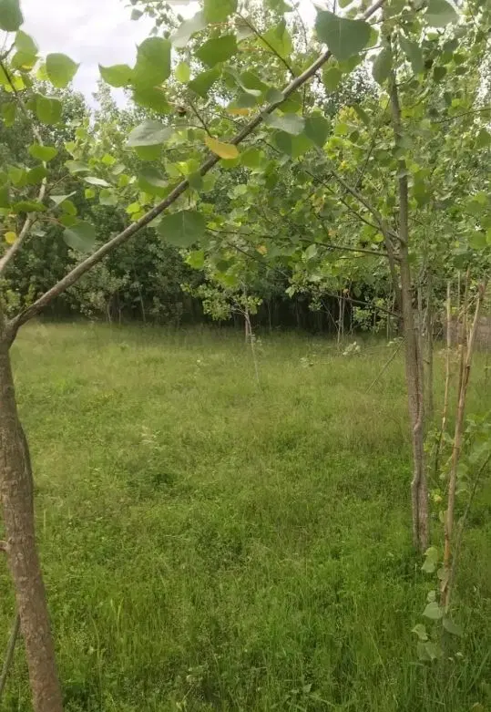 زمین باغی واقع در گالش کلام (چاف و چمخاله)