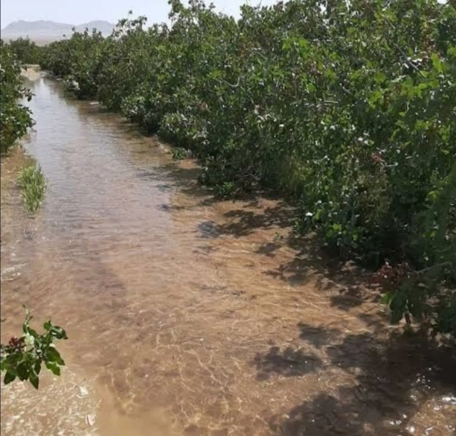 زمین پسته ای