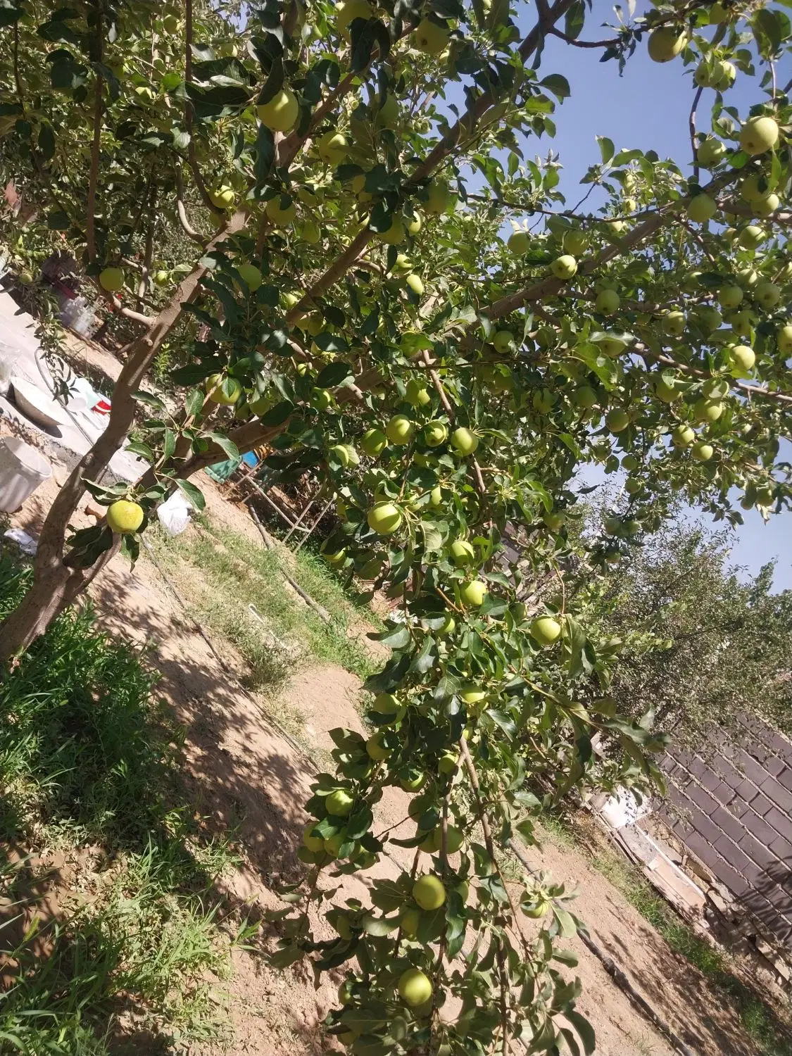 باغ فروشی