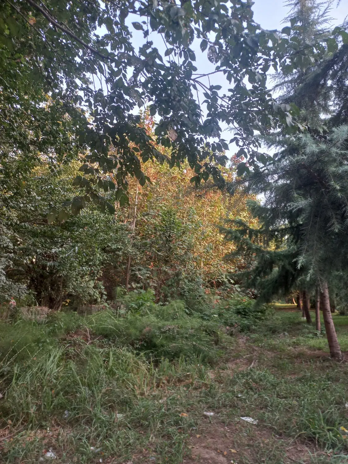 فروش زمین ۱.۲ هکتاری،تجاری مسکونی و باغی داخل طرح