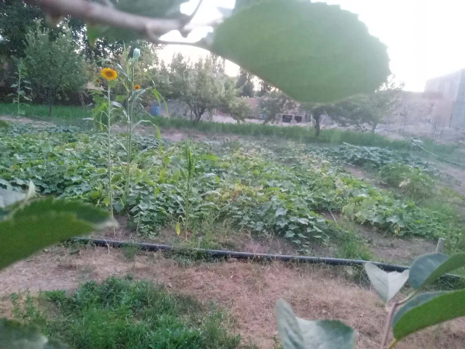 زمین برای ساخت و باغ در کرسف داخل شهر