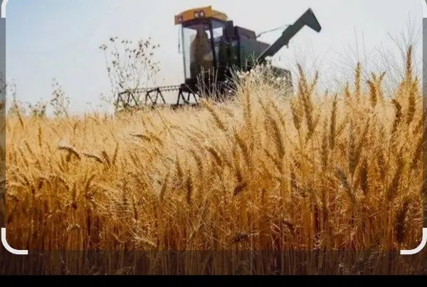 یک لنگ ملک کشاورزی دیم وآبی زار