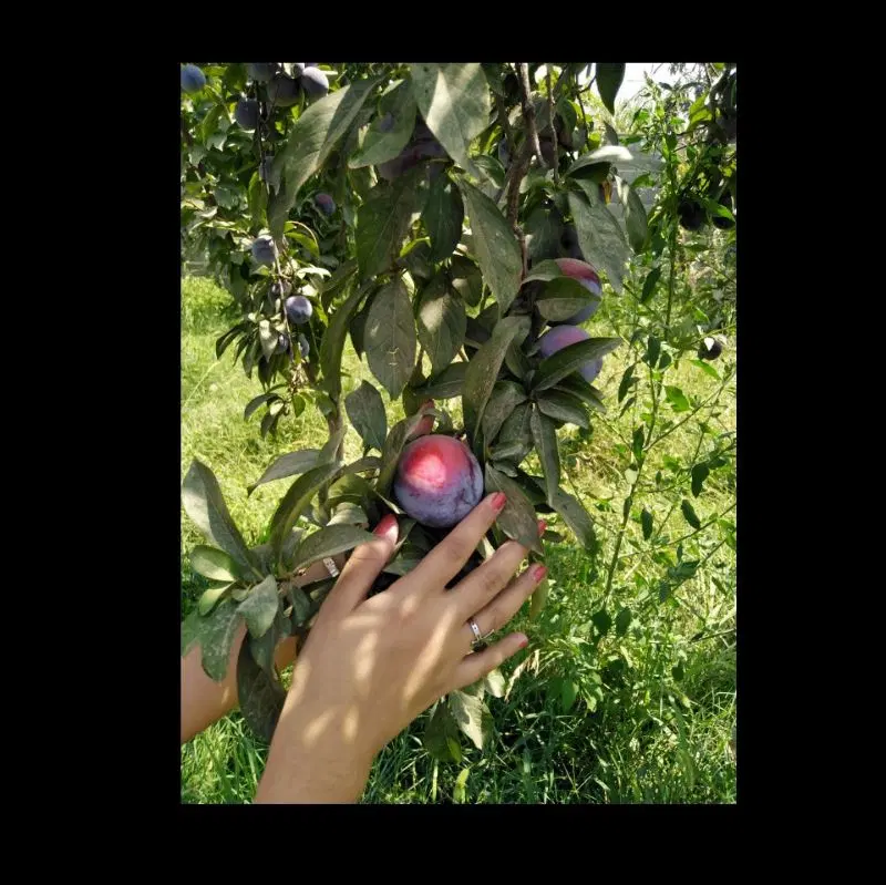 باغ الو
