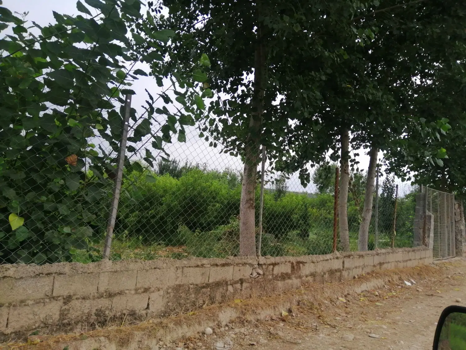 باغ جنگلی فروشی