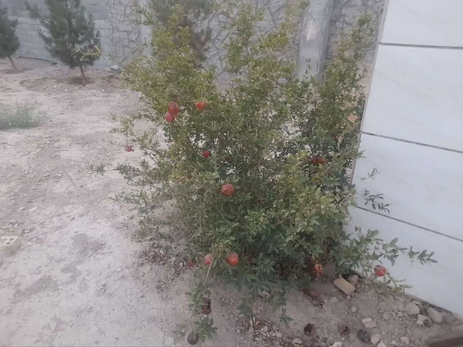 فروش باغ با تبرء دادگاه و مجوز جهاد