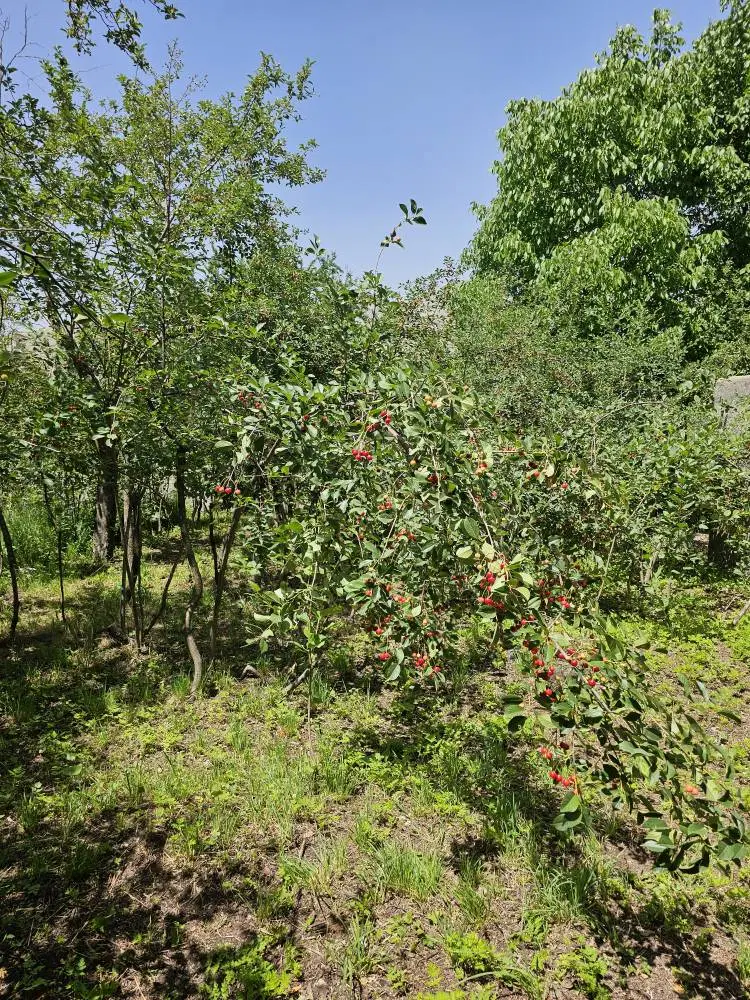 زمین باغچه اکازیون لواسان