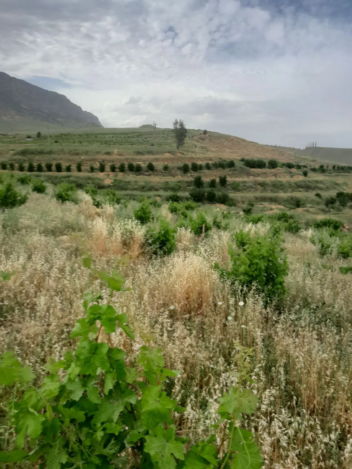 باغ انگور  ازگله