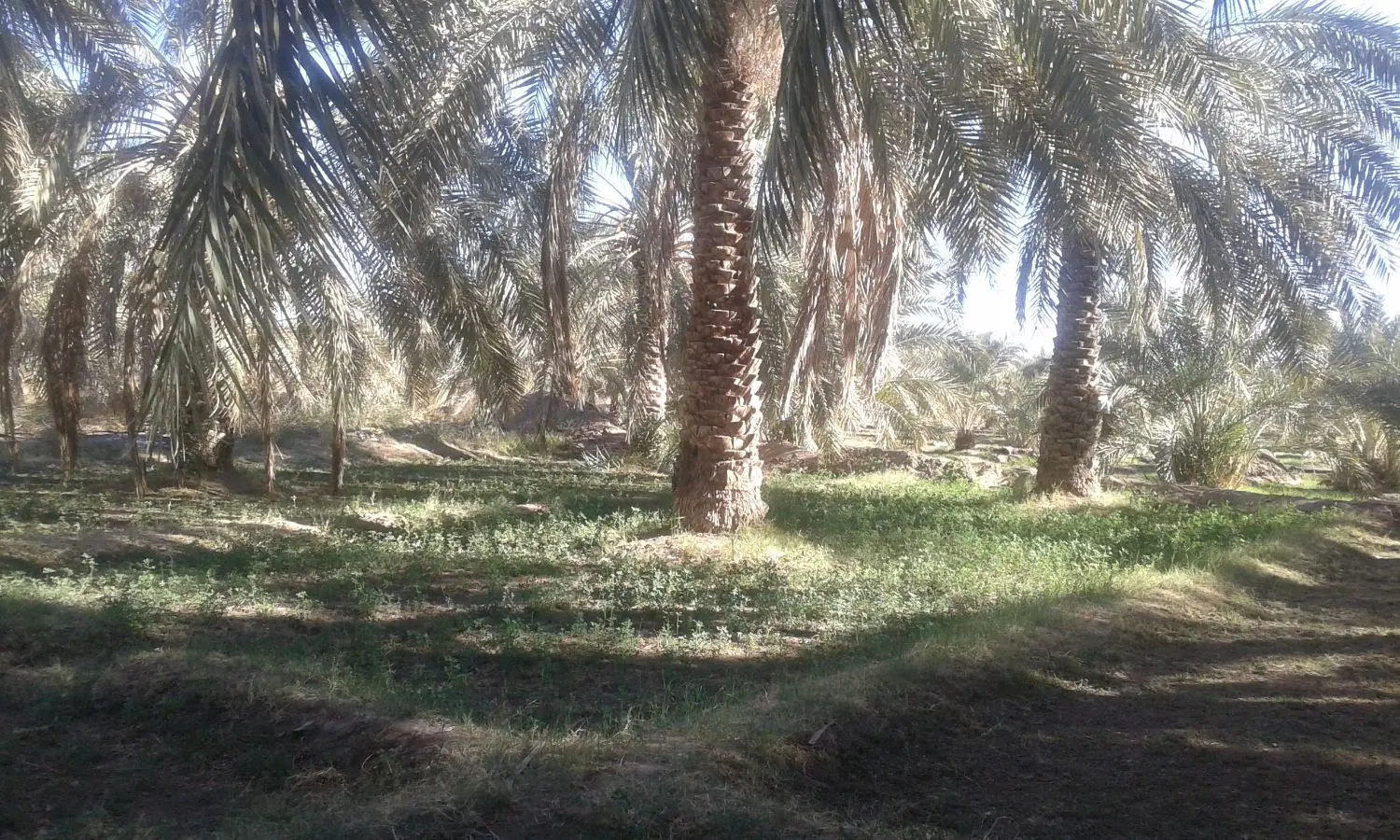 فروش یک عدد باغ خرما