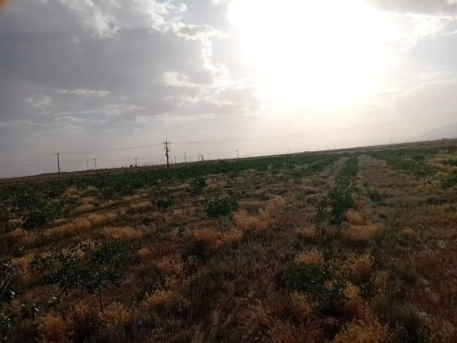 باغ پسته فروشی
