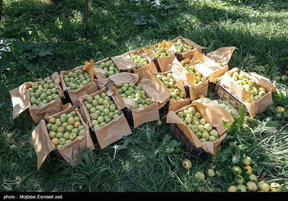 باغ سیب فروشی