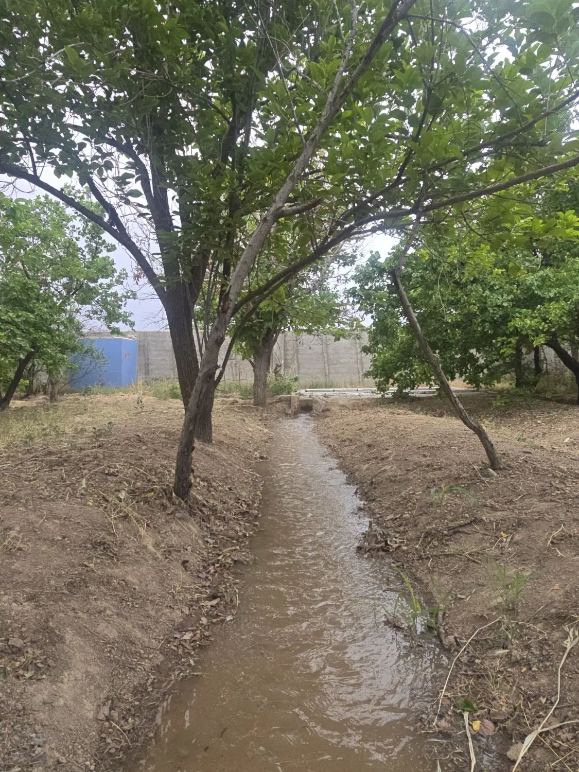 باغ و باغچه ۲۰۰متر تک برگ عرصه عیان کنتور