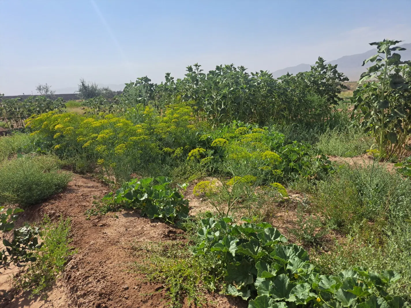 فروش یا معاوضه باغچه