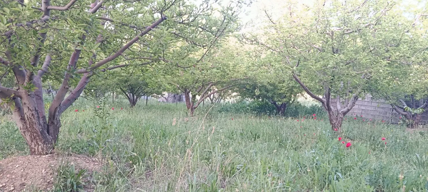 فروش باغ در روستای وزگ