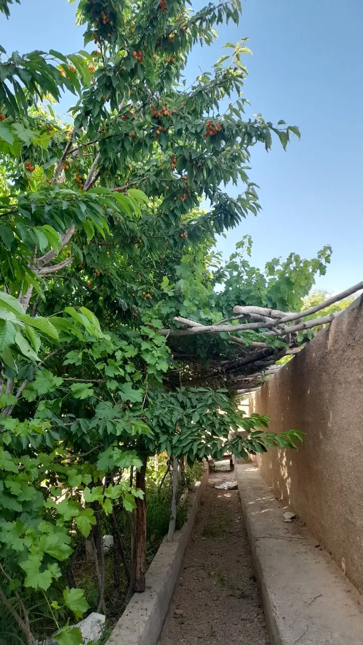 باغ فروشی  روستای نجف آباد سفلی