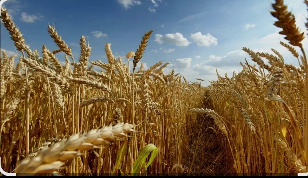 گندم دیم آماده برداشت دارم برای فروش یکجا