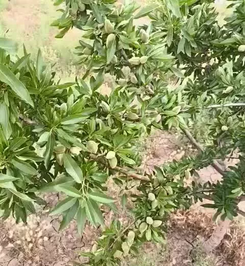 فروش باغ