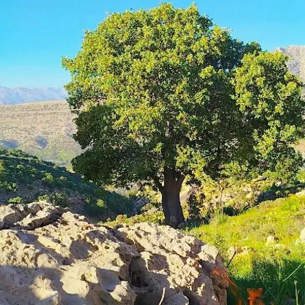 زمین مسکونی