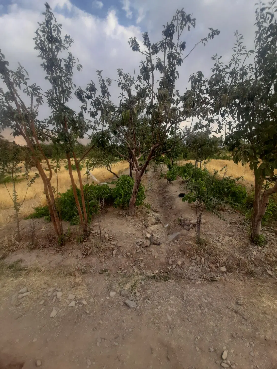 باغ شهرک نبئ سند۶ دانگ