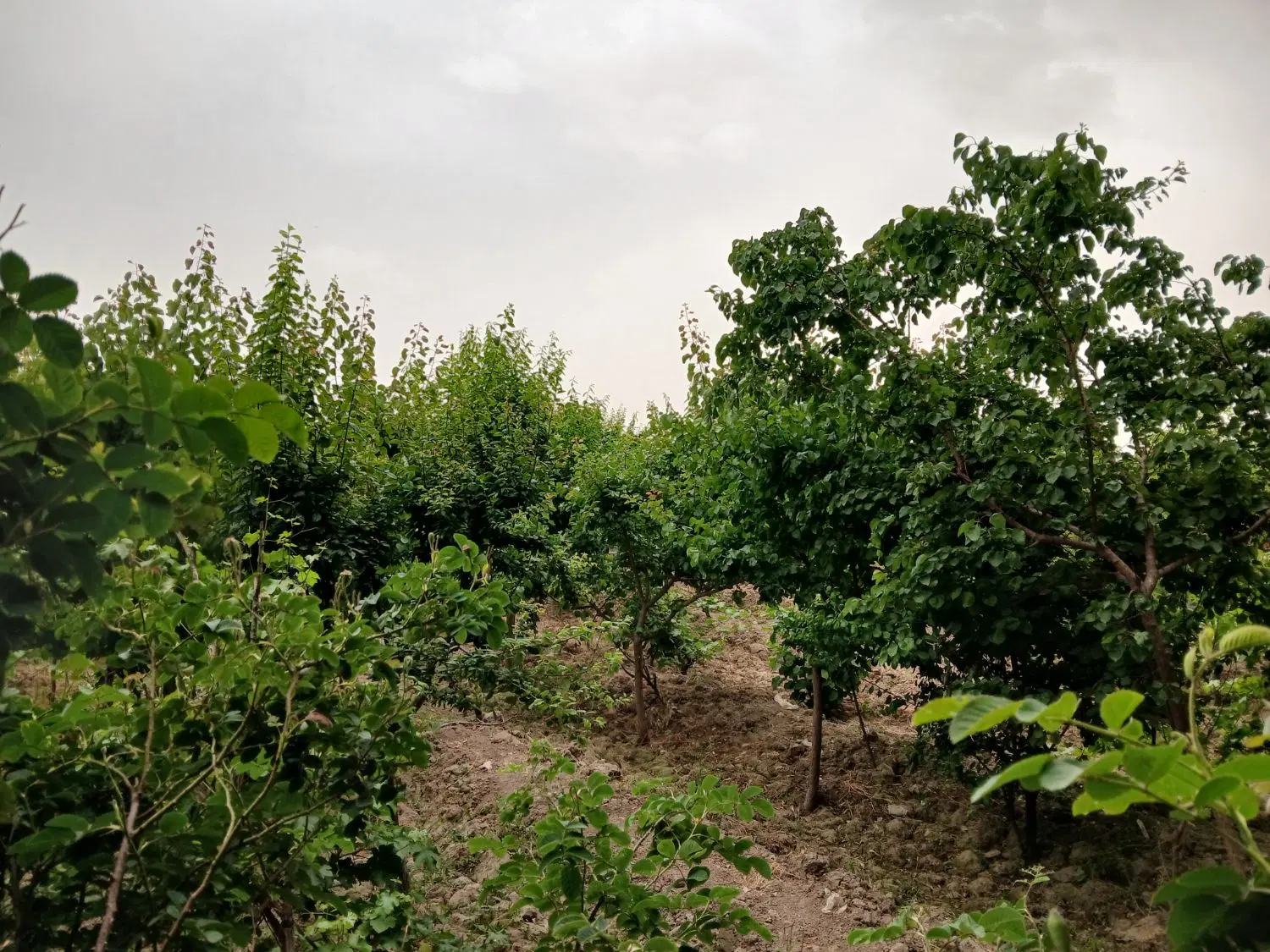 ۳۵۰ متر  باغچه دونبش (مناسب ویلاسازی)