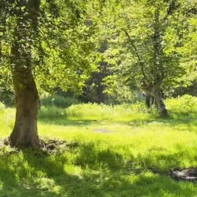 زمین مسکونی در ریگ چشمه