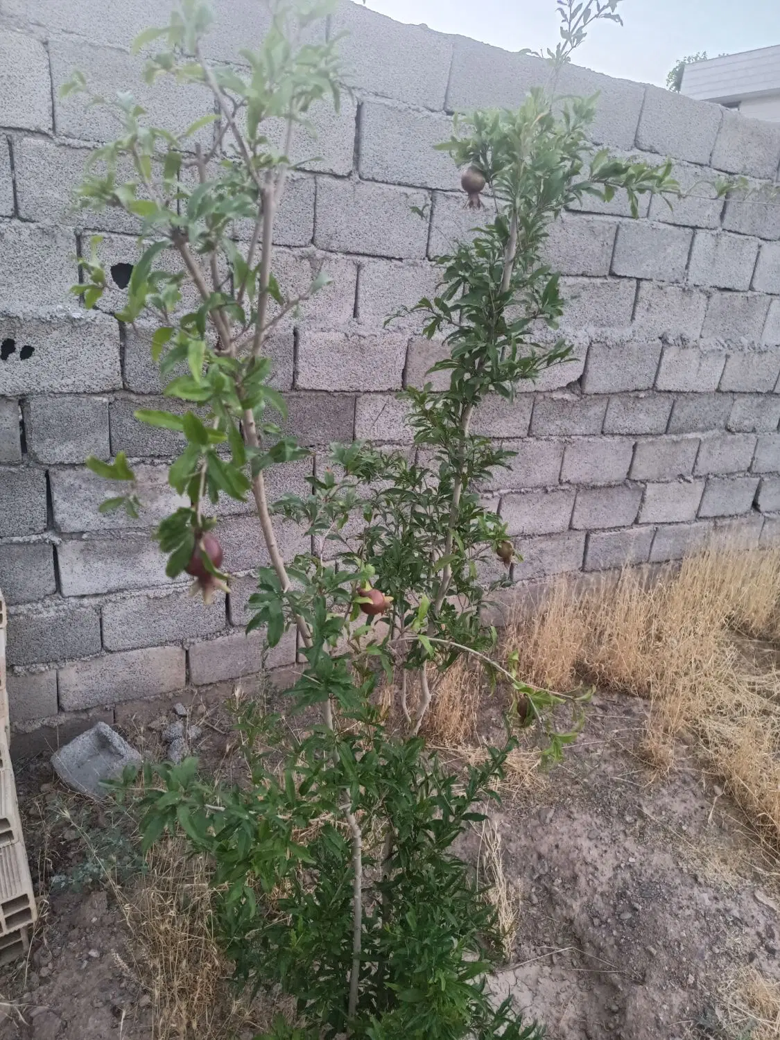 چهار دیواری شترک پارسیان.مهرگان