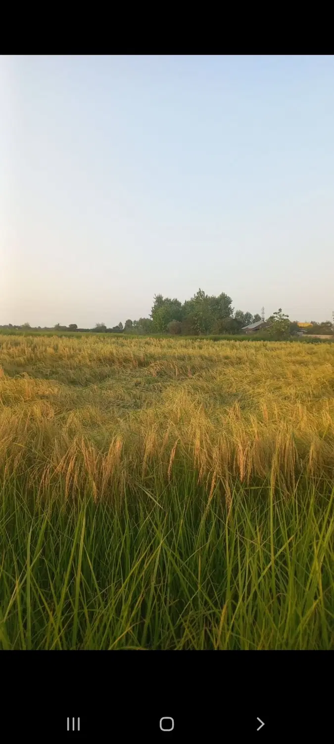 فروش زمین شالیزار