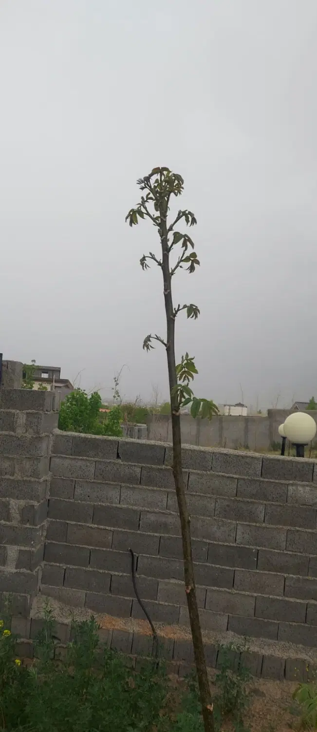 زمین شهرکی  ۴دیواری داری اتاقک