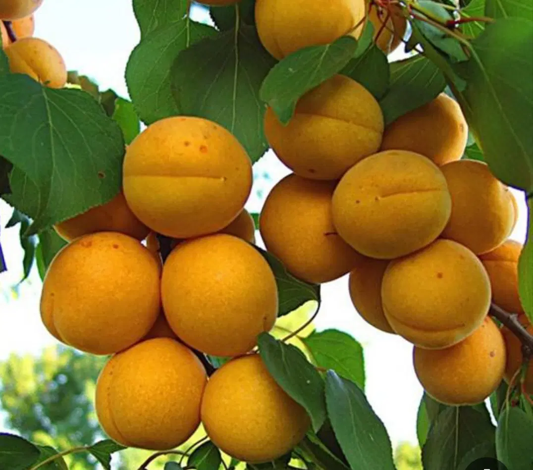 فروش خونه باغ