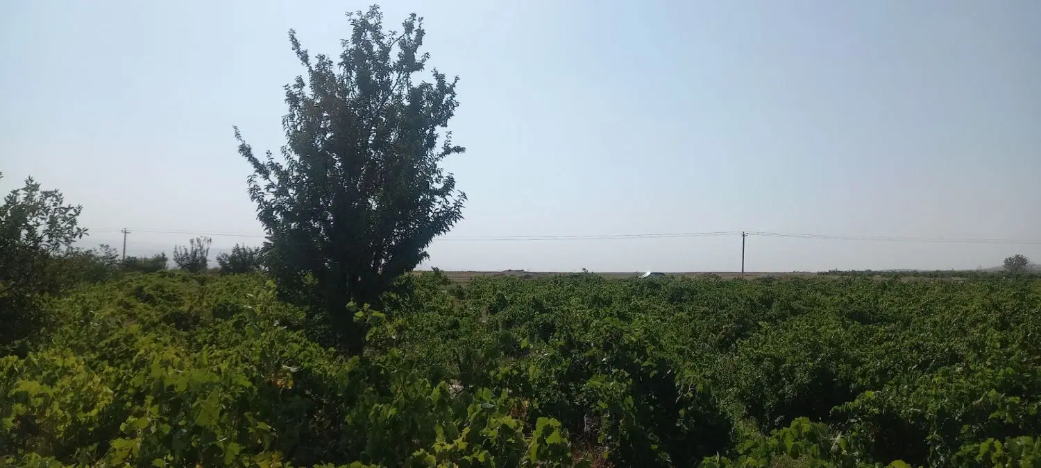 چهار پشته باغ میمی روستای گوجه