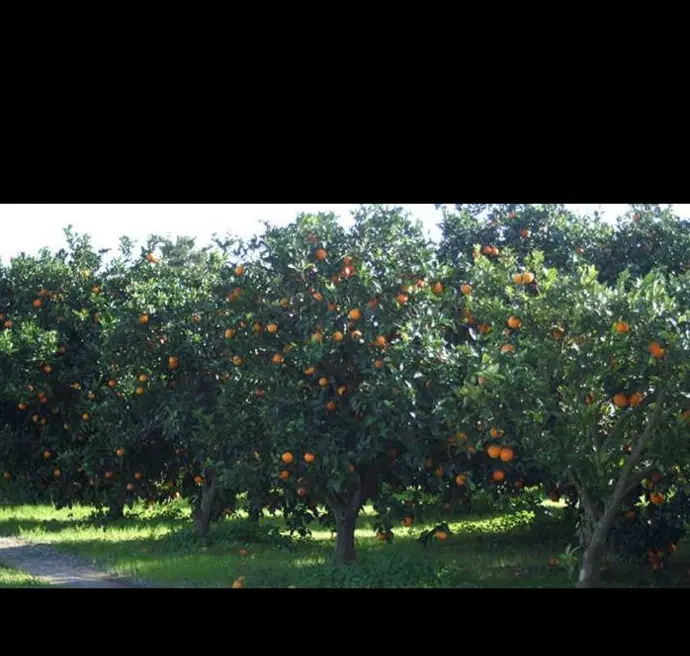 باغ با درختان چندساله (نصف زمین تو بافته)